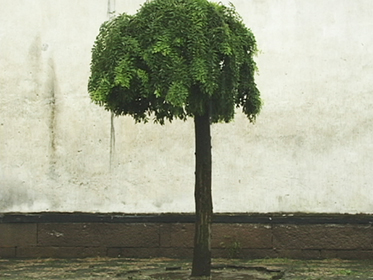 Tree in rain